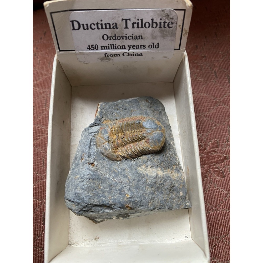 Ductina Trilobite Ordovician From China 450 Million Years Old Fossil Stone Rock